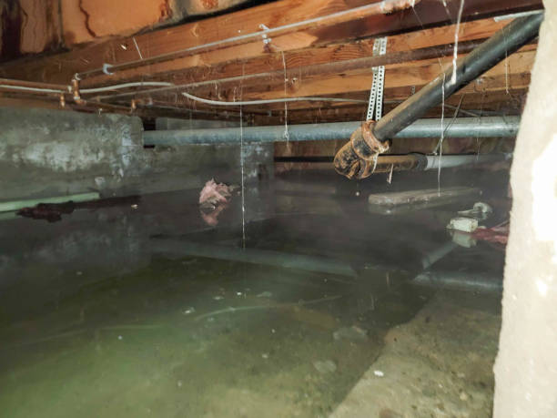 Best Water damage repair service  in Mcalmont, AR