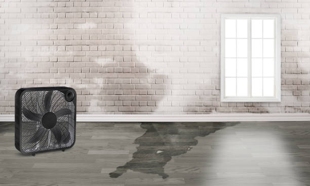 Best Sewage cleanup and water damage restoration  in Mcalmont, AR