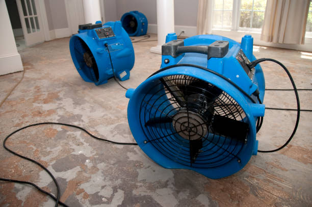 Best Local water damage restoration  in Mcalmont, AR